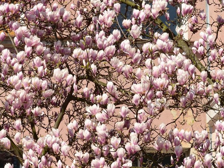 magnolia Kłodzko